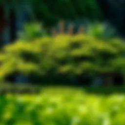 Lush greenery of Al Barari Park showcasing diverse plant species