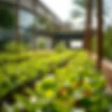 Lush Greenery at Farm Jumeirah Lush greenery at Farm Jumeirah showcasing urban agriculture