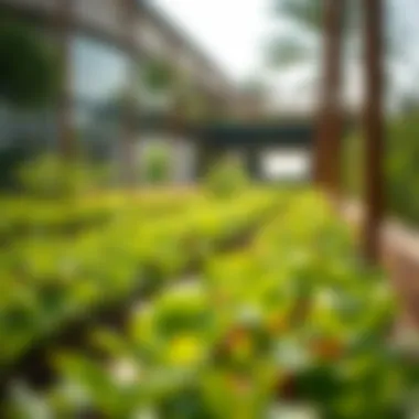 Lush Greenery at Farm Jumeirah Lush greenery at Farm Jumeirah showcasing urban agriculture